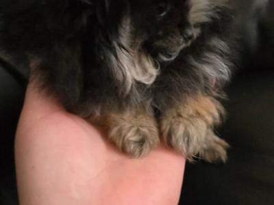 IKC Regisetred Pomeranian puppies in Dublin