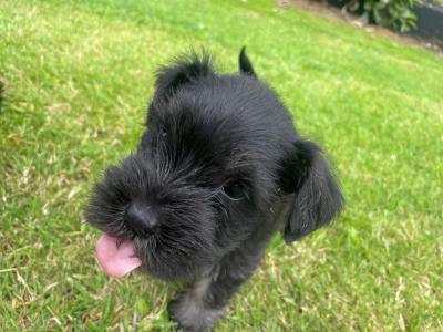 Beautiful miniature Schnauzer puppies in Kilkenny