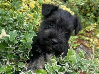Beautiful miniature Schnauzer puppies in Kilkenny