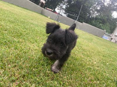 Beautiful miniature Schnauzer puppies in Kilkenny