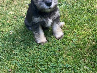 Beautiful miniature Schnauzer puppies in Kilkenny