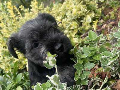 Beautiful miniature Schnauzer puppies in Kilkenny