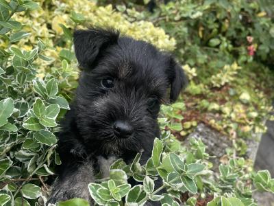 Beautiful miniature Schnauzer puppies in Kilkenny