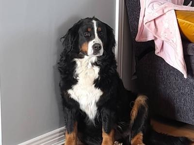 Beautiful Bernese Mountain Dog puppies in Kilkenny