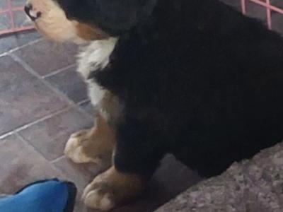 Beautiful Bernese Mountain Dog puppies in Kilkenny