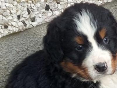 Beautiful Bernese Mountain Dog puppies in Kilkenny
