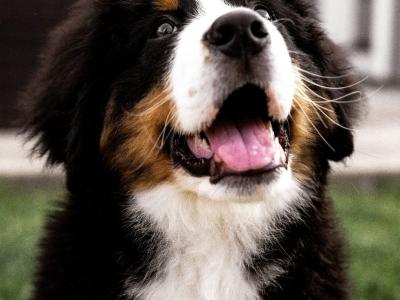Beautiful Bernese Mountain Dog puppies in Kilkenny