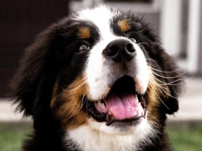 Beautiful Bernese Mountain Dog puppies in Kilkenny