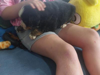 Beautiful Bernese Mountain Dog puppies in Kilkenny