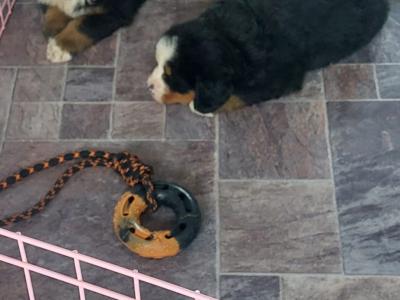 Beautiful Bernese Mountain Dog puppies in Kilkenny