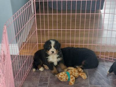 Beautiful Bernese Mountain Dog puppies in Kilkenny