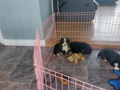 Beautiful Bernese Mountain Dog puppies in Kilkenny