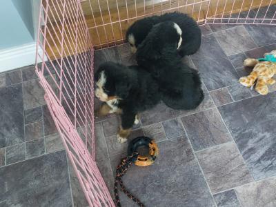 Beautiful Bernese Mountain Dog puppies in Kilkenny