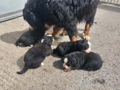 Beautiful Bernese Mountain Dog puppies in Kilkenny