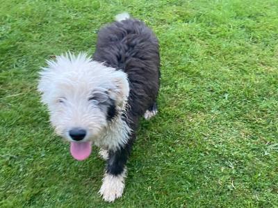 IKC Registered male Old English Sheepdog puppy in Tipperary