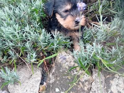 Minature Yorkshire Terrier puppies for sale in Wexford