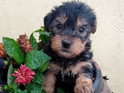 Minature Yorkshire Terrier pups for sale in Wexford