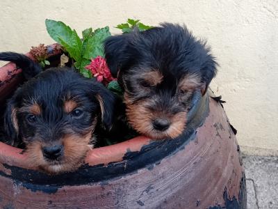 Minature Yorkshire Terrier pups for sale in Wexford
