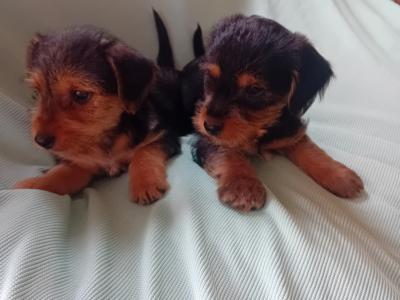 Minature Yorkshire Terrier puppies for sale in Wexford