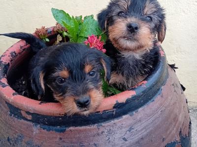 Minature Yorkshire Terrier puppies for sale in Wexford