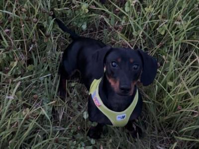 Elvis the Dachshund for stud in Cork