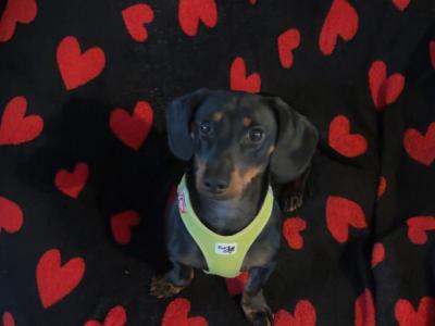 Elvis the Dachshund for stud in Cork