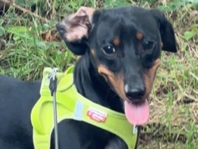 Elvis the Dachshund for stud in Cork