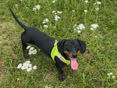 Elvis the Dachshund for stud in Cork