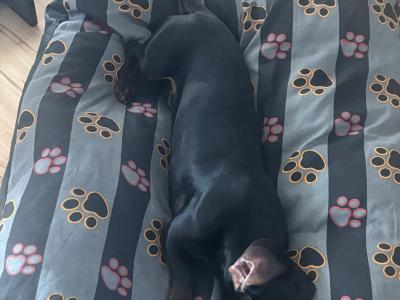Elvis the Dachshund for stud in Cork