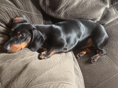 Elvis the Dachshund for stud in Cork