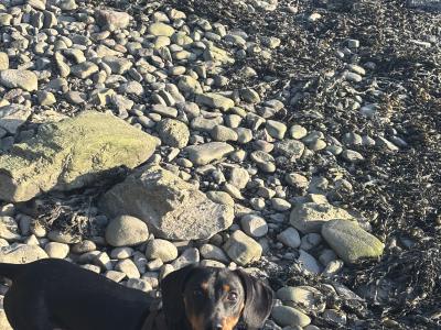 Elvis the Dachshund for stud in Cork