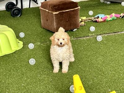 Cavapoo puppies in Fermanagh. No 1 Therapy Dog