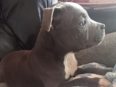Last  🐾  Blue Staffordshire Bull Terrier puppies 🐾 available in Offaly