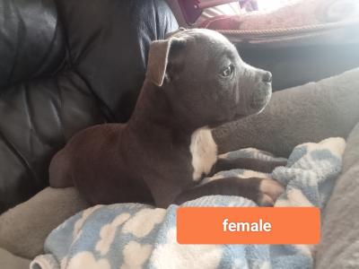 Last  🐾  Blue staffies 🐾 available