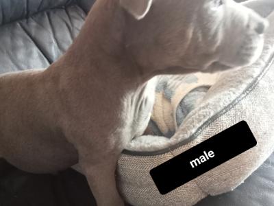 Last  🐾  Blue staffies 🐾 available