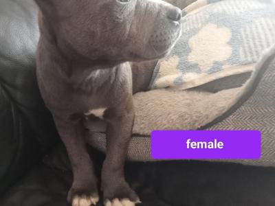 Last  🐾  Blue staffies 🐾 available