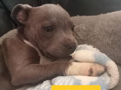Last  🐾  Blue Staffordshire Bull Terrier puppies 🐾 available in Offaly