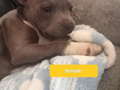 Last  🐾  Blue staffies 🐾 available