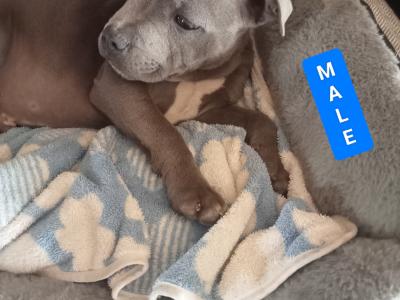 Last  🐾  Blue staffies 🐾 available