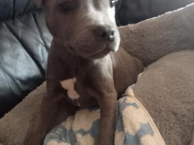 Last  🐾  Blue staffies 🐾 available