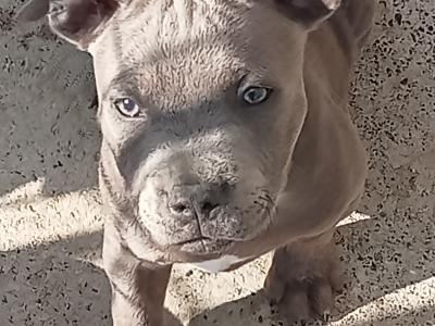 Top pedigree 🐾 Blue staffie pups 🐾