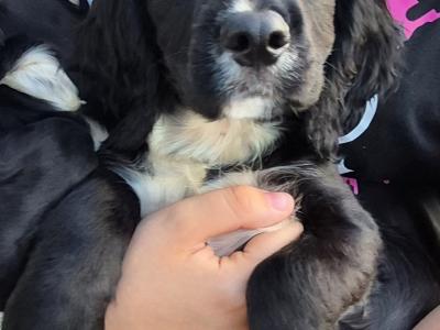 One male remains from this fabulous litter of ikc registered puppies