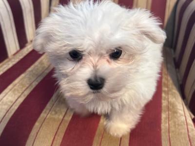 Gorgeous Little Maltese x Maltipoo puppies in Cork