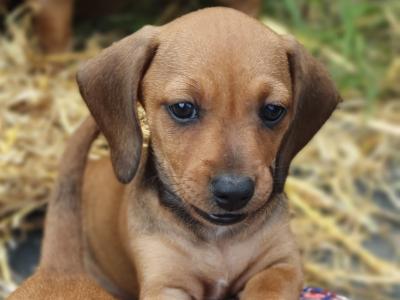 Dachshund puppies in Limerick