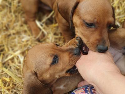 Beautiful red and dapple dachshunds