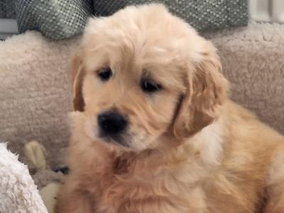 Beautiful IKC Golden Retriever puppies in Wexford