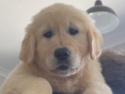Beautiful IKC Golden Retriever puppies in Wexford contact