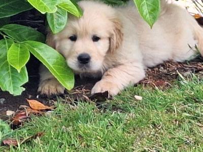 Beautiful IKC Golden Retriever puppies in Wexford