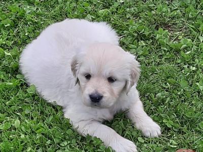 Beautiful IKC Golden Retriever puppies in Wexford