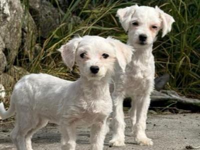 Three gorgeous IKC Maltese Dogs for sale in Limerick